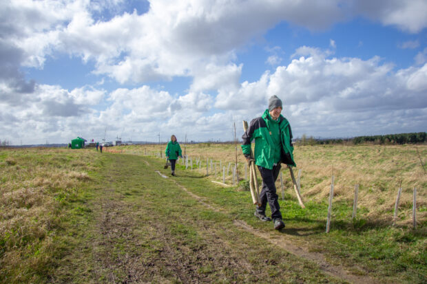 tree planting