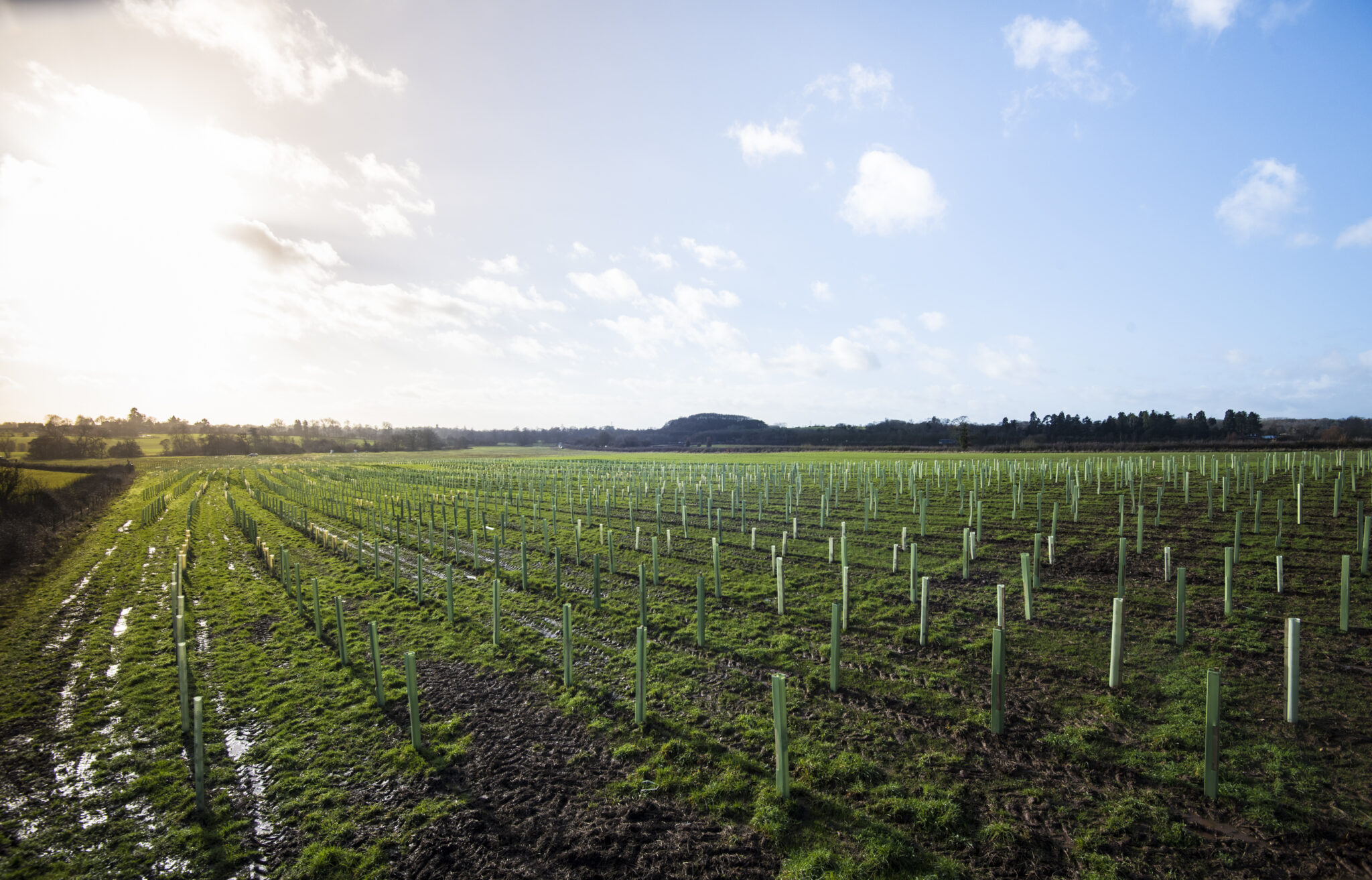 Ncf Tree From acorns, mighty oaks do grow… four years of the Nature for Climate ...