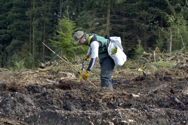 tree planting