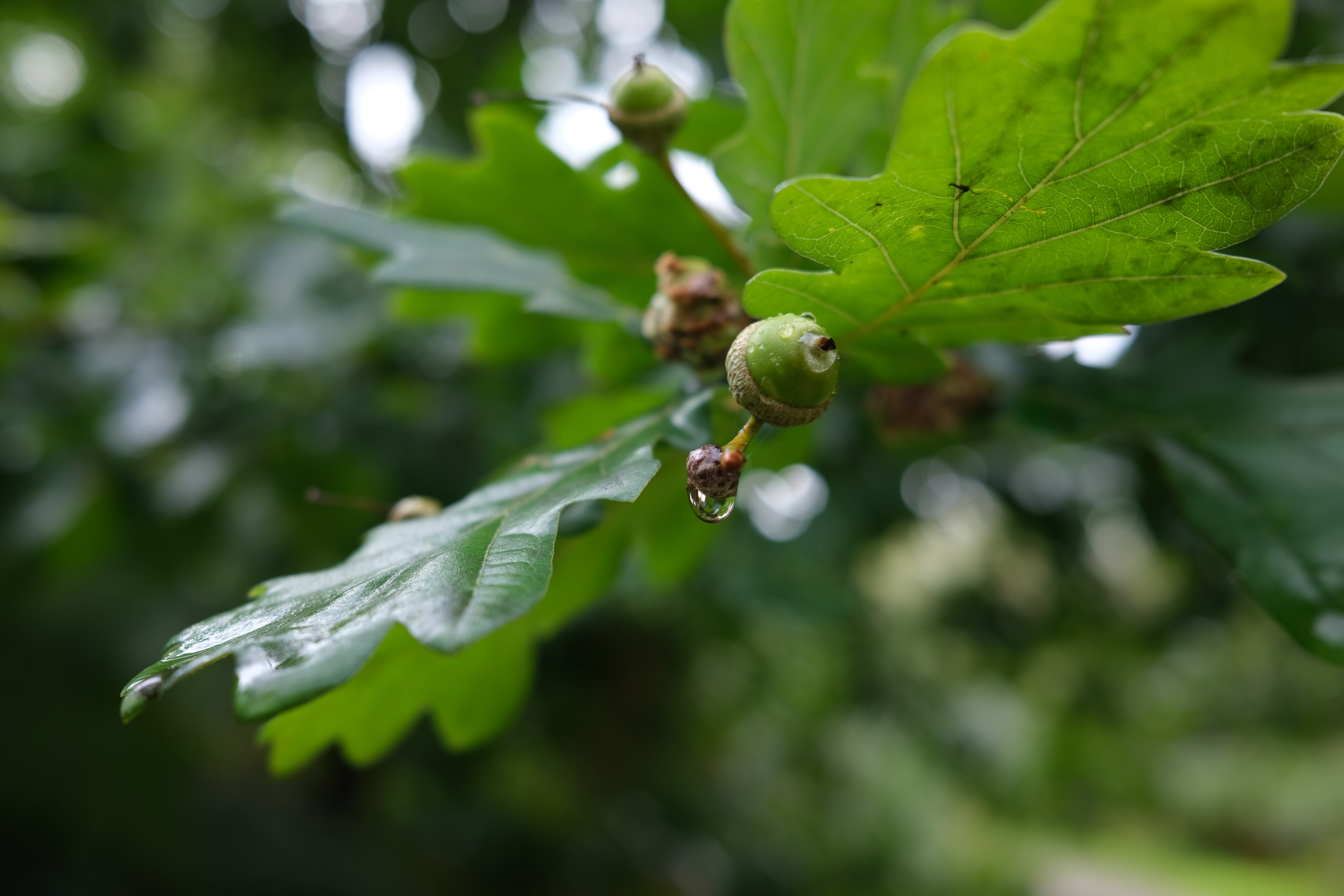 Ncf Tree From acorns, mighty oaks do grow… four years of the Nature for Climate ...