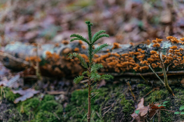 Close up of a sapling planted at Sims Hill 