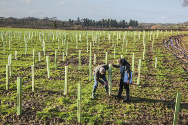 Two people installing tree guards in a grassy field