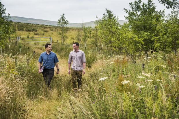 People walking through a field with young trees