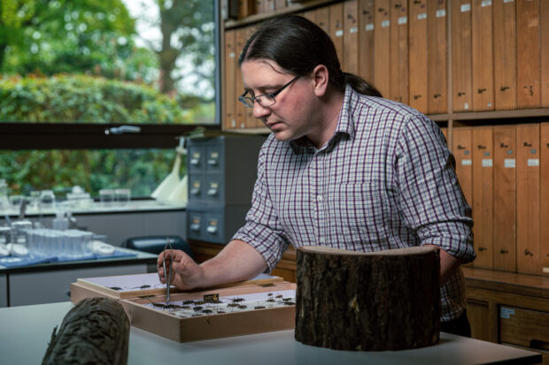 Person handling insect specimens in a lab.