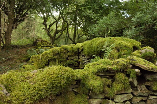 Drystone walls covered in bright green moss in a woodland 