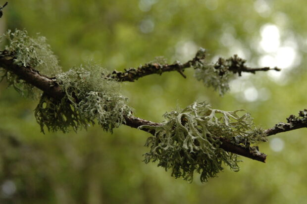 Bundles of green, leafy growths on the branch of a tree