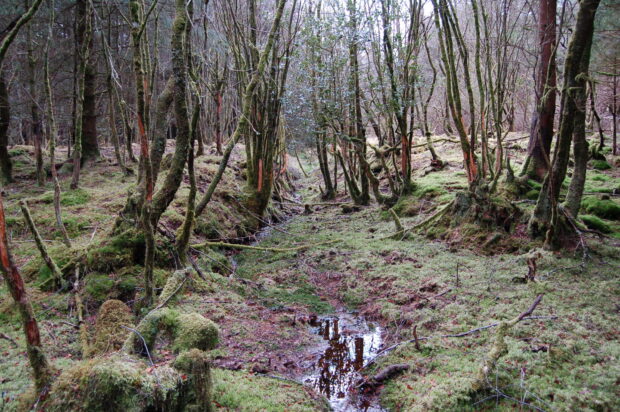 A mossy woodland with a tributary running through it