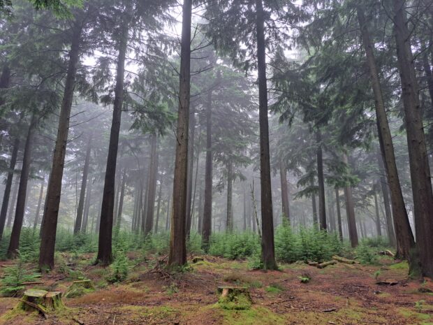 Woodland with mature canopy and regeneration Western hemlock