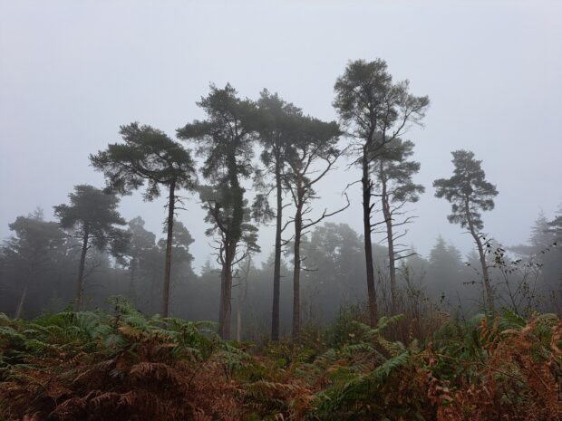 Scots pine trees and bracken amongst mist