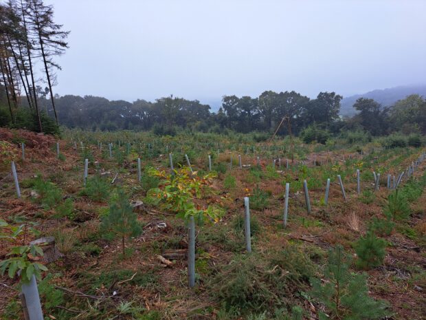 A newly planted mixed species woodland plantation