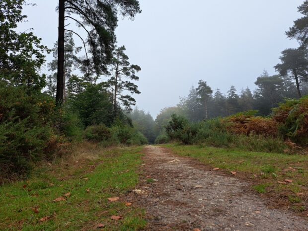 Woodland path at Culm Davy