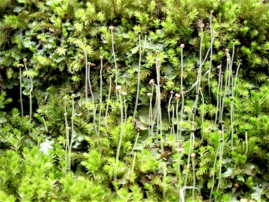 A mixture of tiny green plants of varying shapes and textures growing close together
