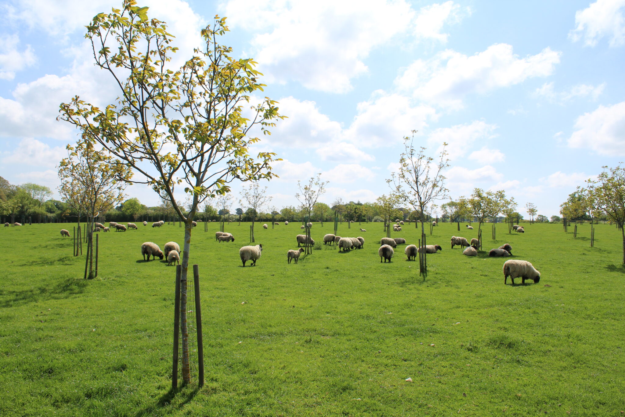 Agroforestry plot