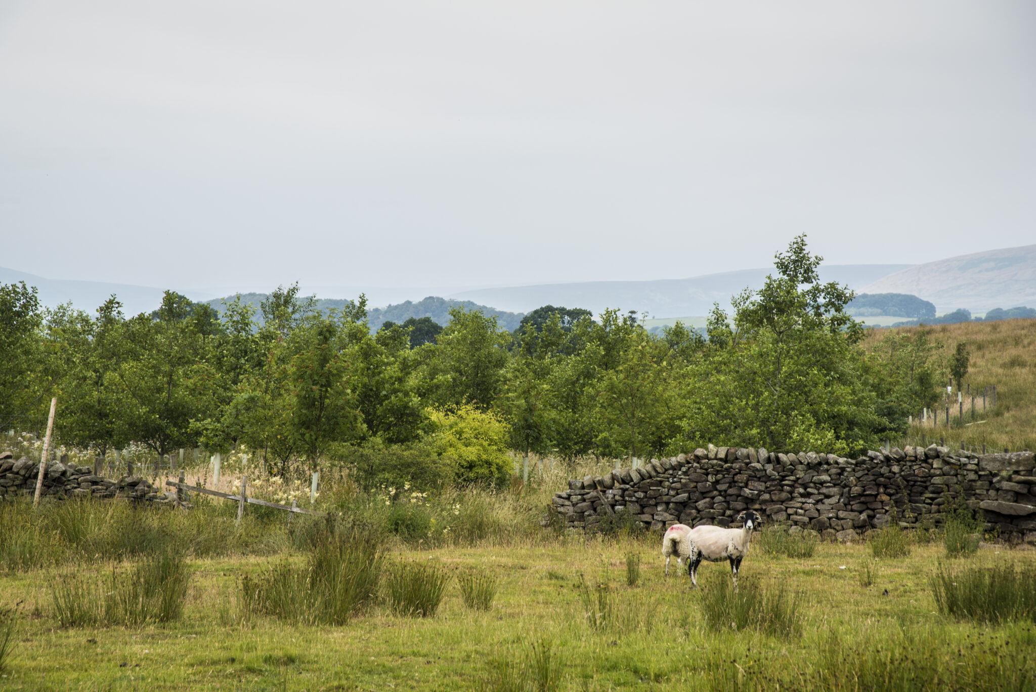 5 tips for Environmental Land Management in-field agroforestry ...