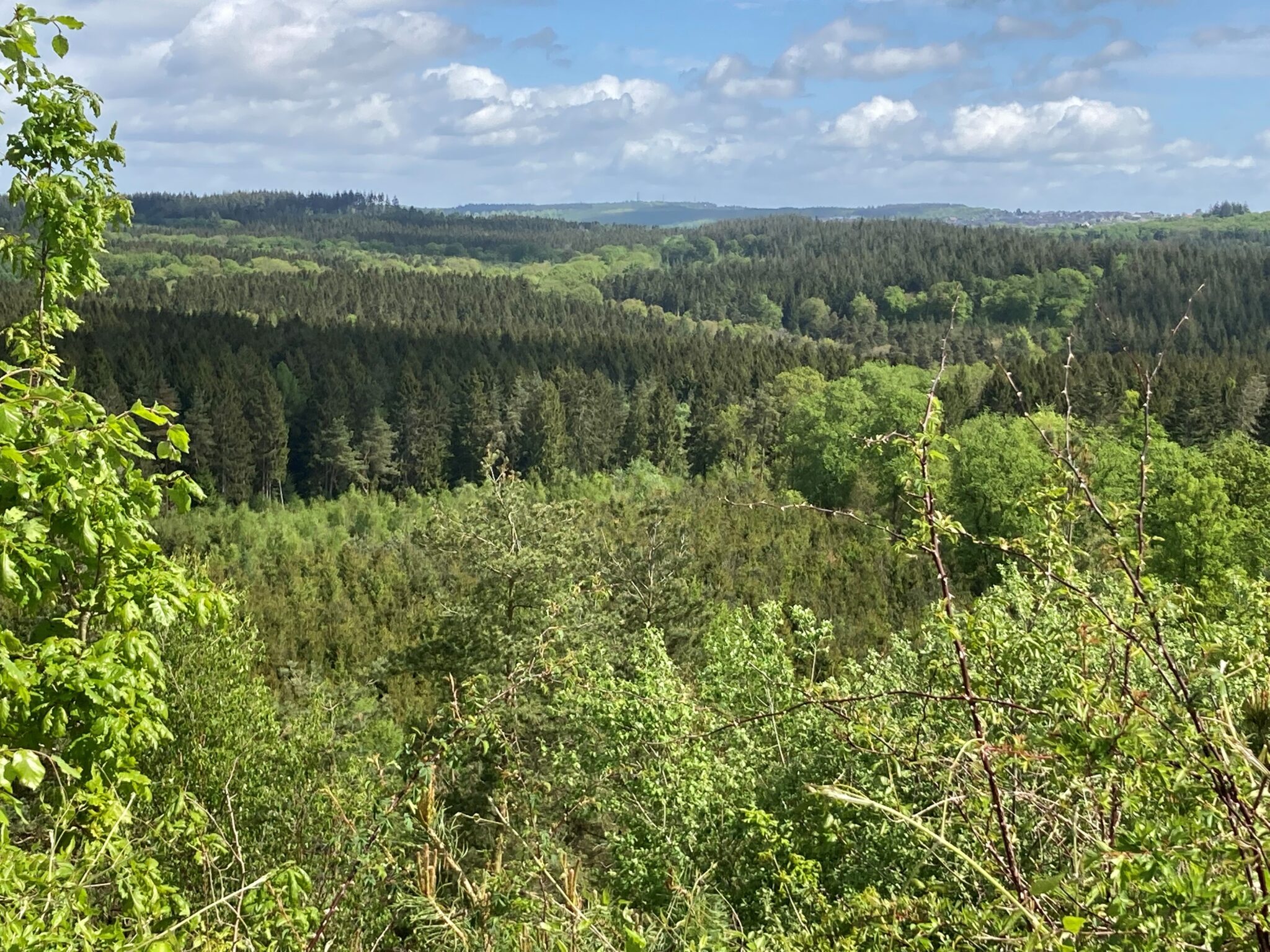 2025 Forestry Commission