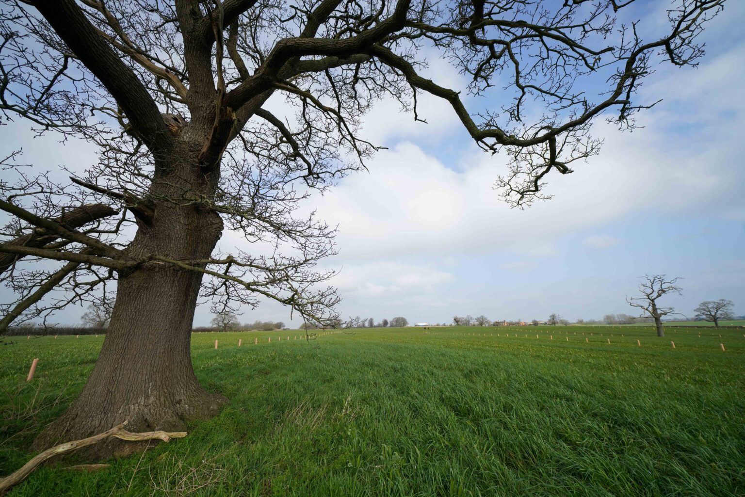 A greener future: how tree planting initiatives are transforming ...