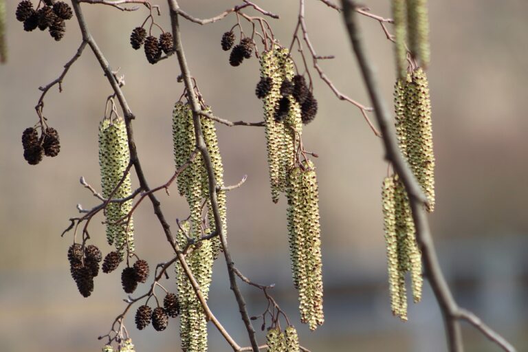 The lifecycle of catkins – Forestry Commission