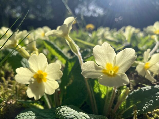Primroses growing in a woodland setting.