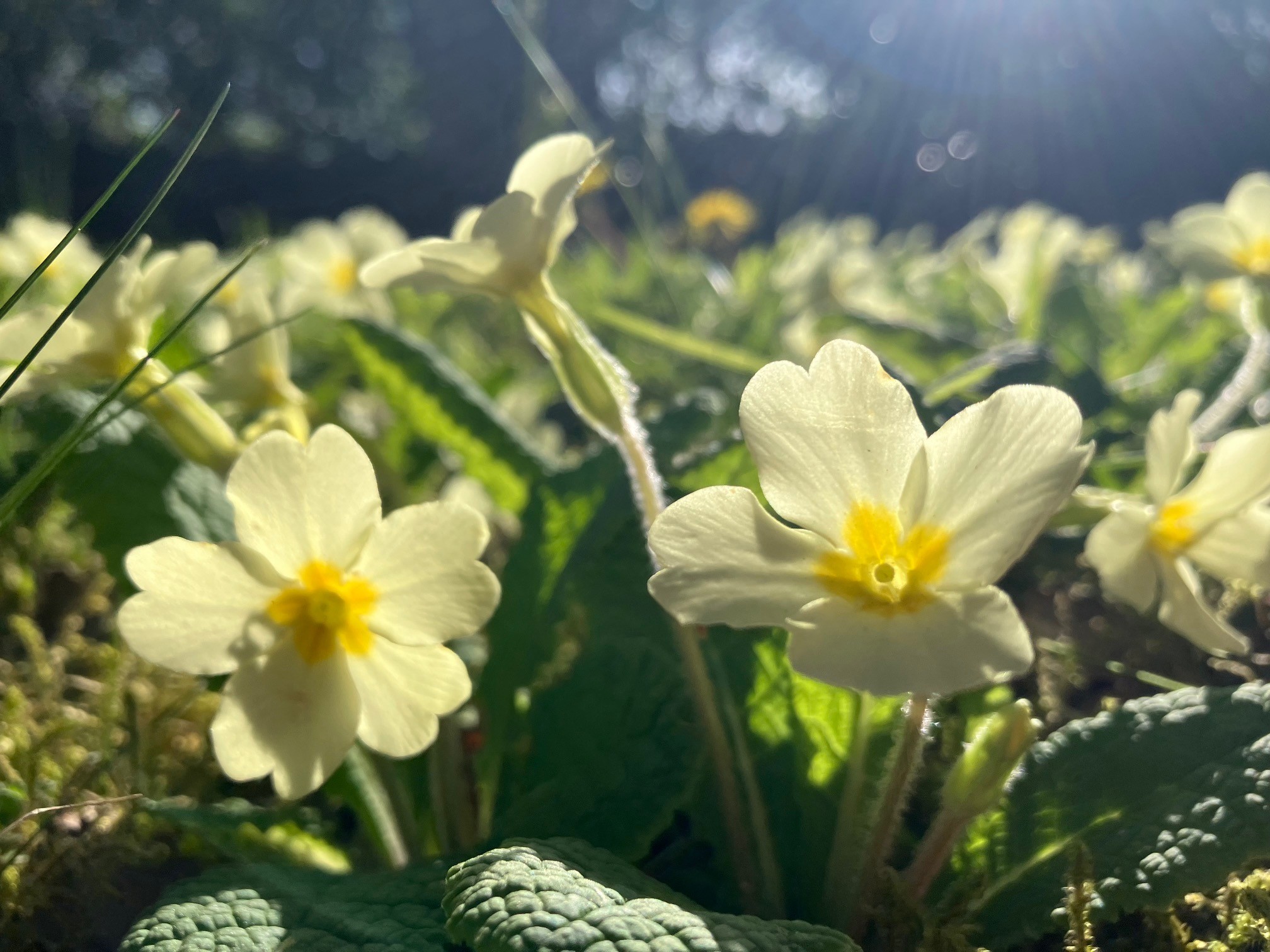 Primroses growing in a woodland setting.