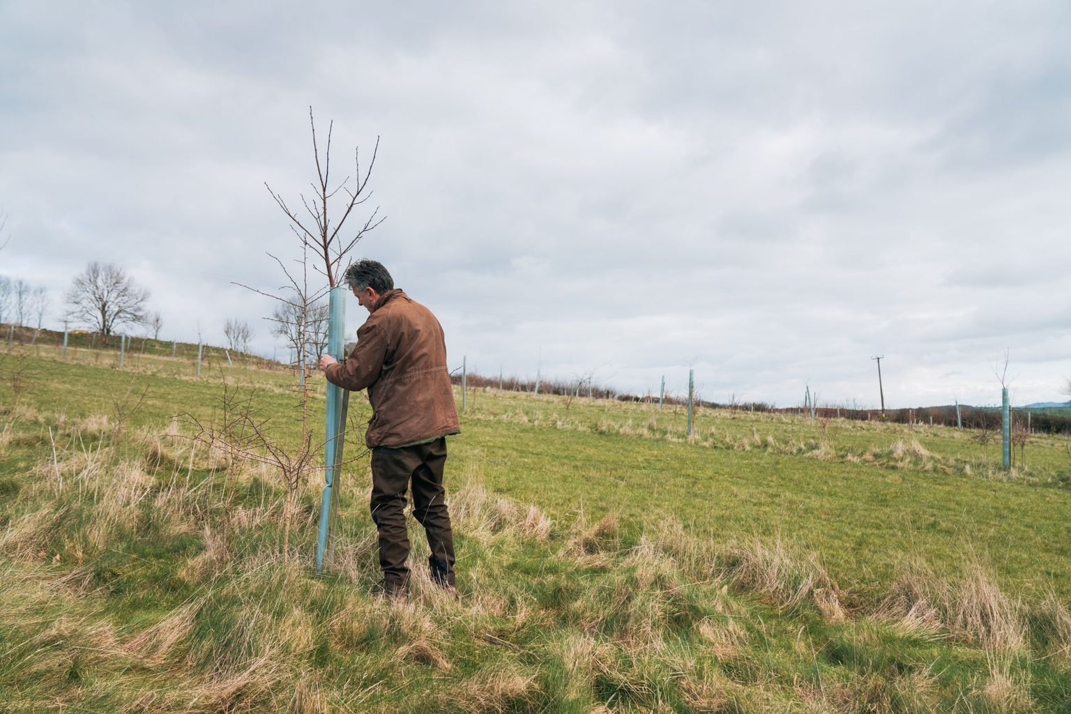 Solar Tree Examples An introduction to green finance for farmers and landowners โ Forestry ...